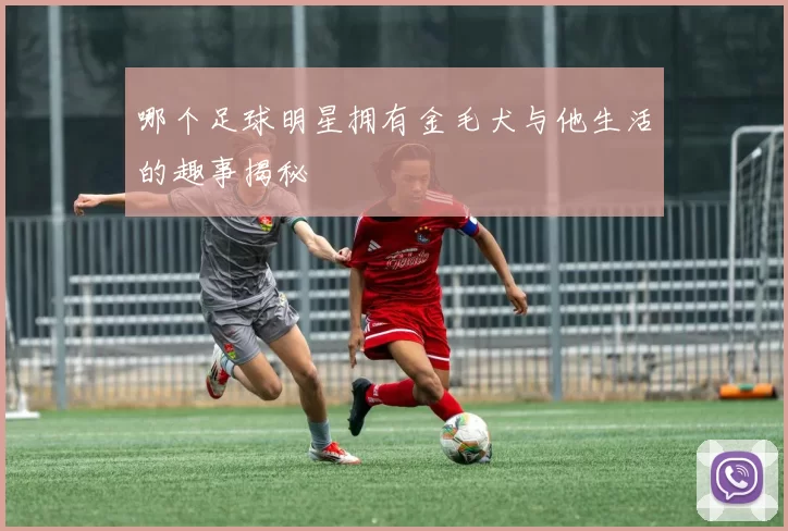 哪个足球明星拥有金毛犬与他生活的趣事揭秘